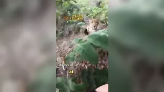 Stroll In The Forest