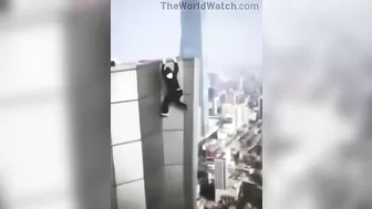 The Fear You Feel When You Realize You Can No Longer Get On The Roof