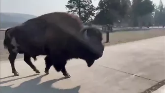 The Price Of Taking Photos With Bison