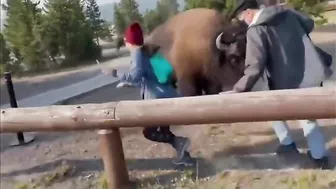 The Price Of Taking Photos With Bison