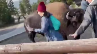 The Price Of Taking Photos With Bison