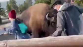 The Price Of Taking Photos With Bison