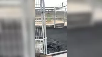 The Huge Device Itself Is Used To Train Horses