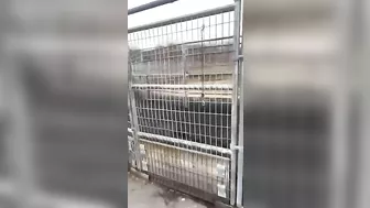 The Huge Device Itself Is Used To Train Horses