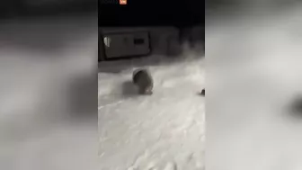 That's Why You Shouldn't Try Anything Stupid