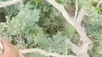 They're Not Even Bees