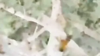 They're Not Even Bees