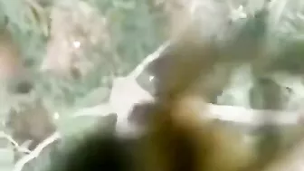 They're Not Even Bees