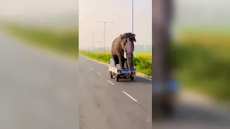 Transporting The Elephants Home