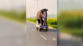 Transporting The Elephants Home