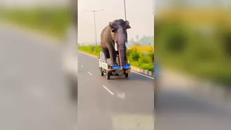 Transporting The Elephants Home