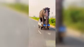 Transporting The Elephants Home