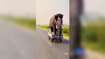Transporting The Elephants Home