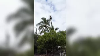 After This Landing, The Tree Surgeon Needs A Real Surgeon