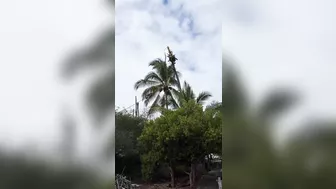 After This Landing, The Tree Surgeon Needs A Real Surgeon