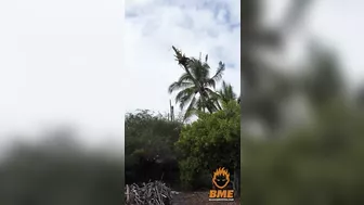 After This Landing, The Tree Surgeon Needs A Real Surgeon