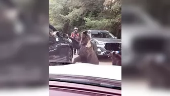 Try Hand Feeding A Bear