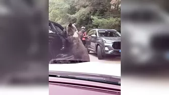 Try Hand Feeding A Bear