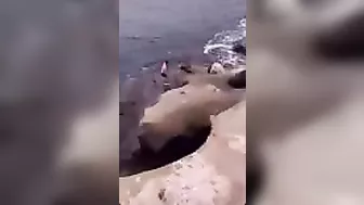 Try Hugging A Seal