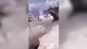 Try Hugging A Seal