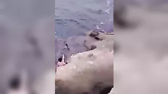 Try Hugging A Seal