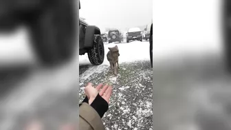Try Petting A Coyote
