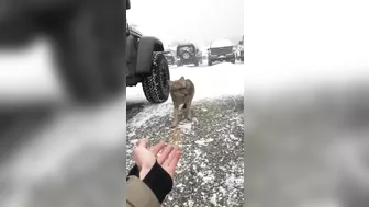 Try Petting A Coyote