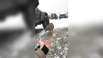 Try Petting A Coyote