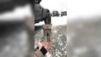 Try Petting A Coyote