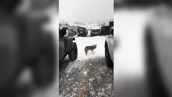 Try Petting A Coyote