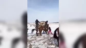 If The Horse Wants To Play, You Better Walk Away