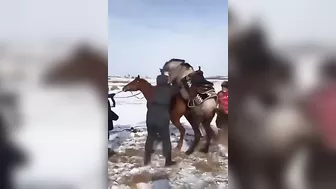 If The Horse Wants To Play, You Better Walk Away