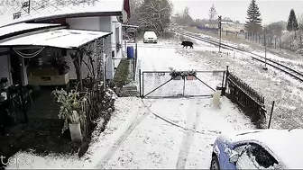 Wild Boars Are No Joke