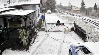 Wild Boars Are No Joke