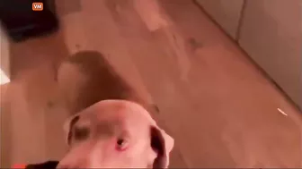 Wild Video, Pure Nightmare Material, Features Two Men And A Dog