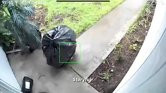 The World's Sneakiest Thief Is Finally Caught On Camera