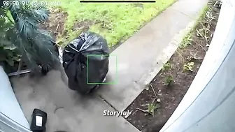 The World's Sneakiest Thief Is Finally Caught On Camera