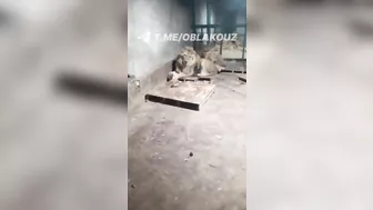 Zookeeper Eaten Alive By Lion Trying To Impress Girlfriend