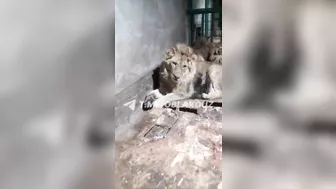 Zookeeper Eaten Alive By Lion Trying To Impress Girlfriend