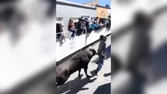 Another Bull's Anal Search