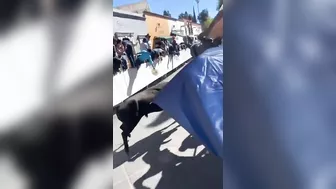 Another Bull's Anal Search