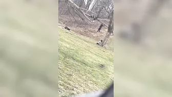 Destroy A Tree By Jumping