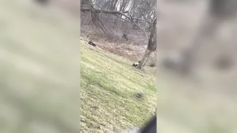 Destroy A Tree By Jumping