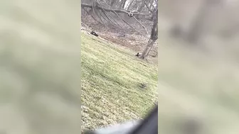 Destroy A Tree By Jumping