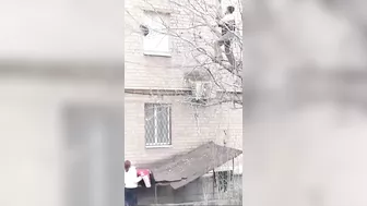 Catching A Cat From A Tree