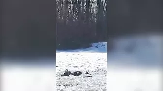 Fisher Falls To The Ice - Rescue Failed