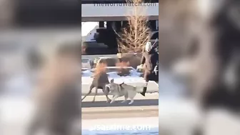 Get That Damn Dog Off The Deer, You Idiots