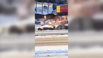 Get That Damn Dog Off The Deer, You Idiots