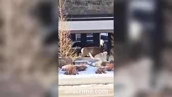 Get That Damn Dog Off The Deer, You Idiots
