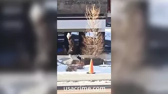 Get That Damn Dog Off The Deer, You Idiots